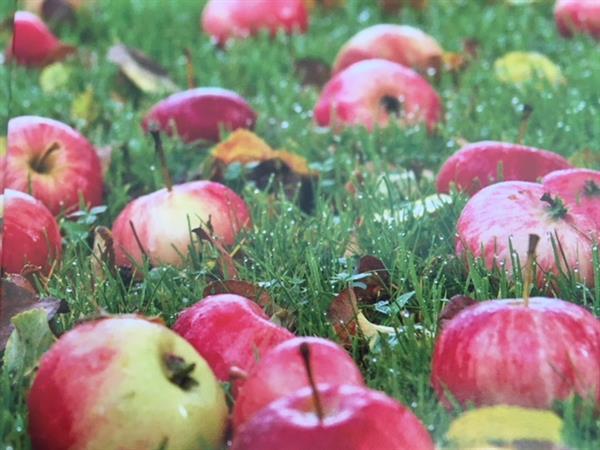 Cider & most (dansk bok) – eplemost og sider til hjemmeproduksjon (Søren Lyshøj)