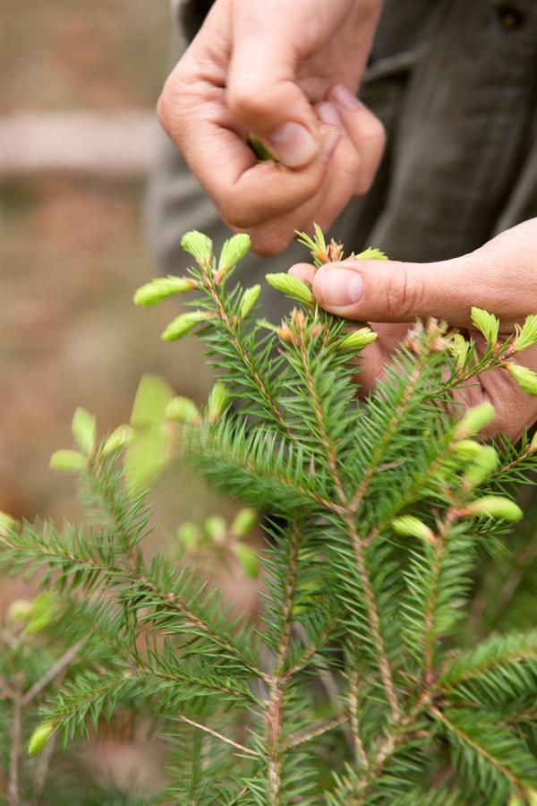 Mad med gran (Danish-language book) – foraging and recipes with spruce (Johanne S. Bjørndahl and Julie A. Swane)
