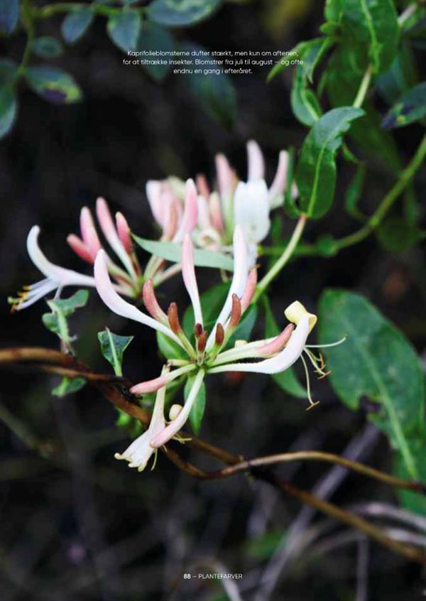 Plantefarver (dansk bok) – guide til plantefarging og farging av garn (Sofie Meedom)