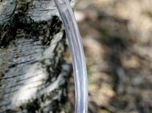 Slange 10/15 mm til tapping, pumpe og bjørkesaft – 1 meter, næringsmiddelgodkjent, PVC
