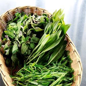 Spis strandurter (Danish-language book) – guide to foraging and recipes (Marianne Mark)