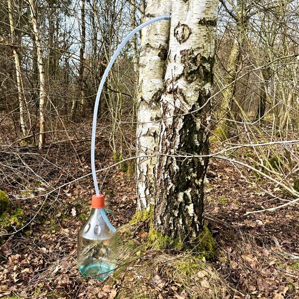 Tapp din egen bjørkesaft / sett for tapping av bjørkesaft, tappesett 5 liter, glassballong