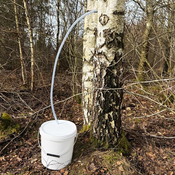 Tapp din egen bjørkesaft / sett for tapping av bjørkesaft med 5 stk. 1-liters kanner