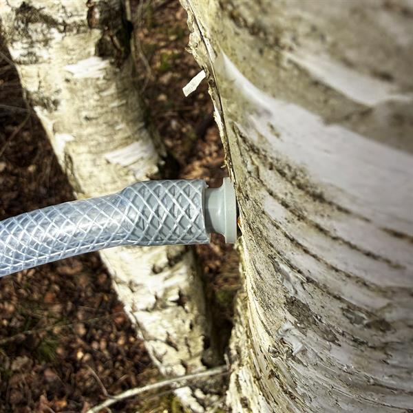 Birch sap tapping equipment / kit for tapping birch sap with 4 pcs 2.5-litre canisters